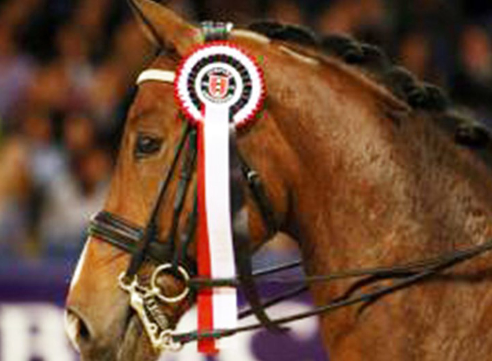 Paardenhoofd Jumping Amsterdam2.jpg