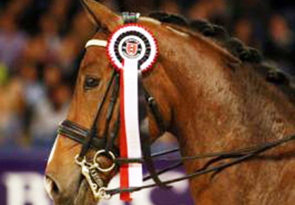 Paardenhoofd Jumping Amsterdam2.jpg