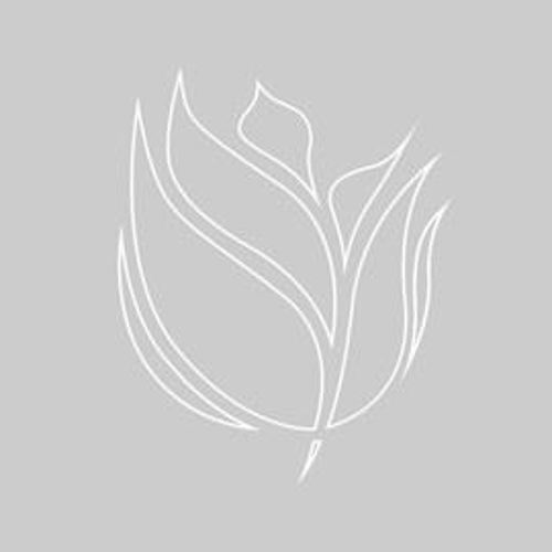 logo-teamnl-transparant.jpg (95)