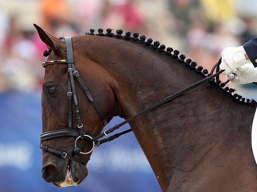 Paardenkop OS 2008.jpg